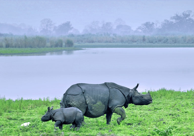 Jaldapara Tour Package — 3N / 4D