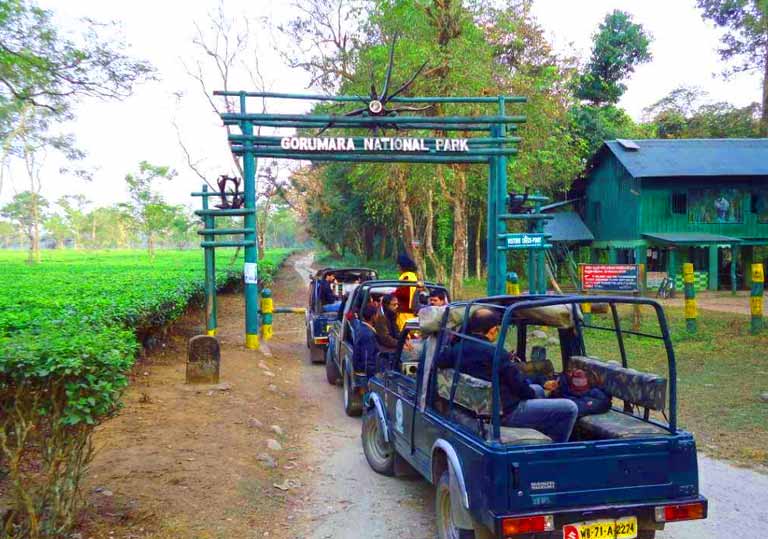 Jungle Safari