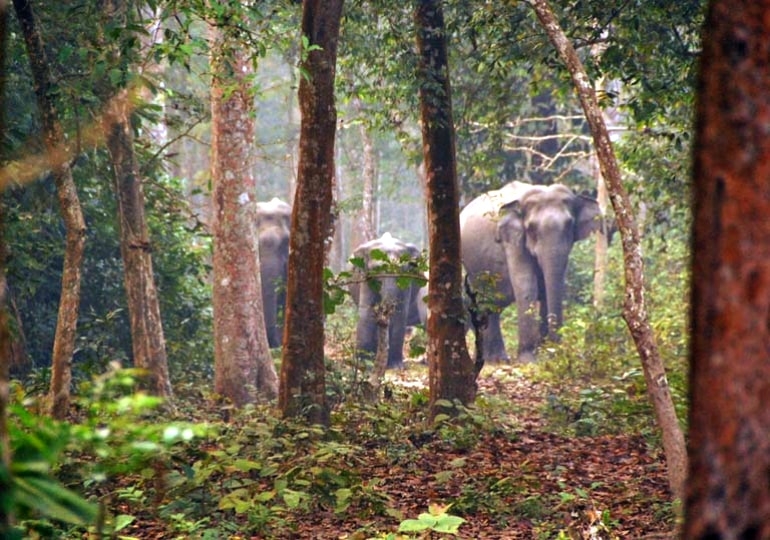 Chilapata Gorumara Tour Package photo 1