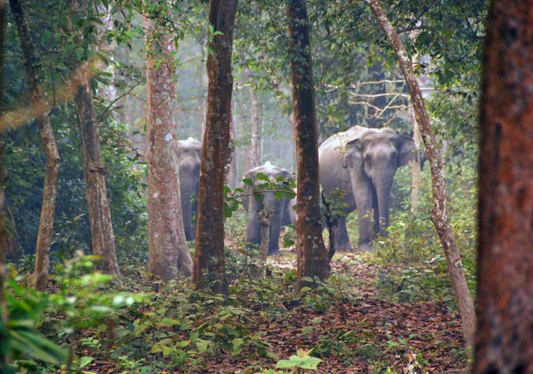 north bengal dooars tourist map