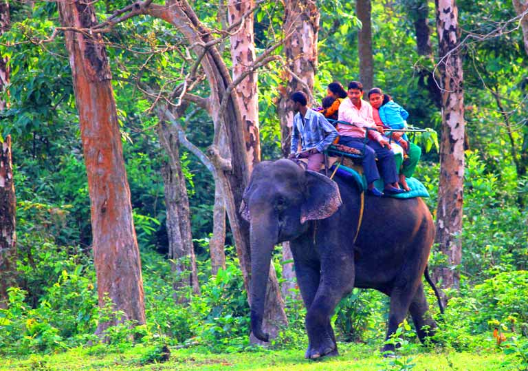 elephant safari in gorumara